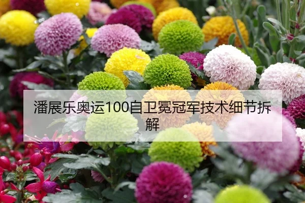 潘展乐奥运100自卫冕冠军技术细节拆解